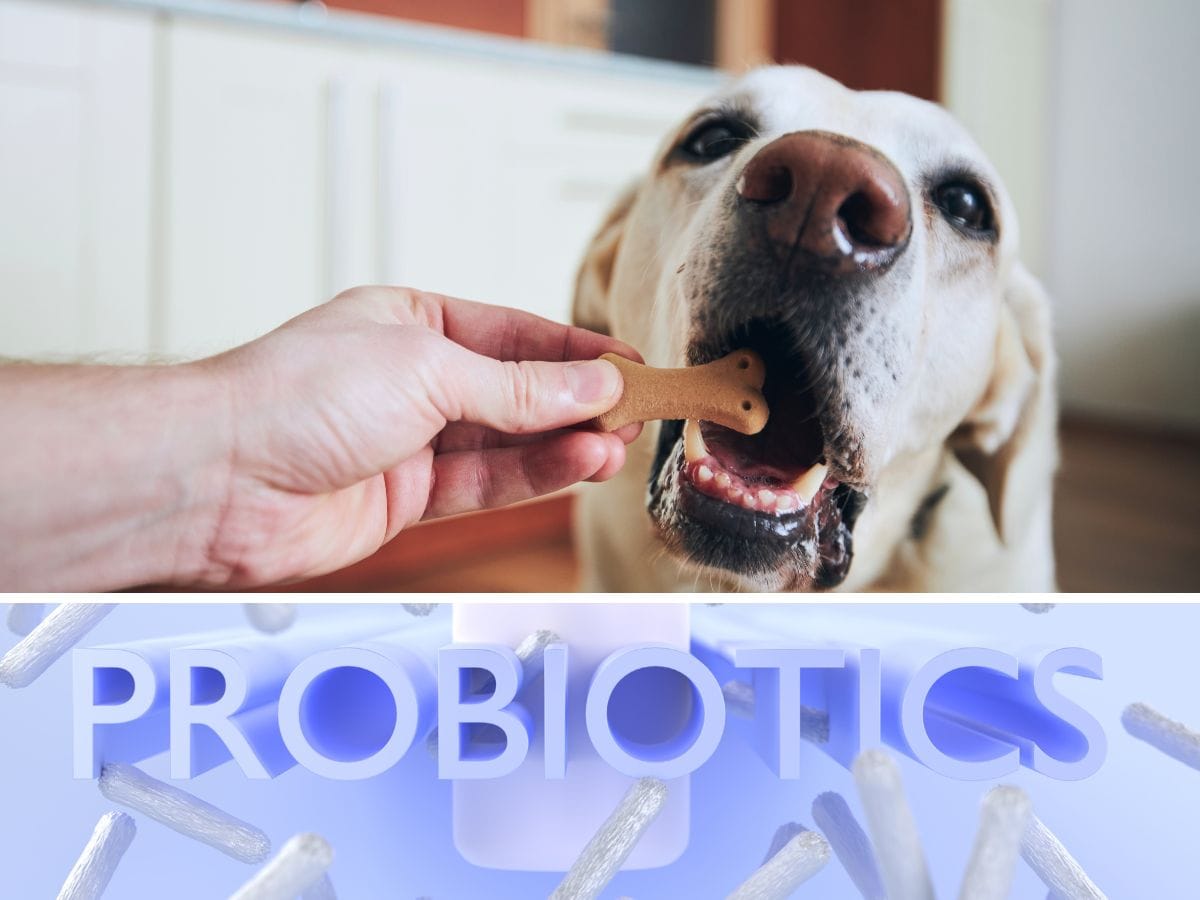 Do Probiotic Chews for Dogs Work