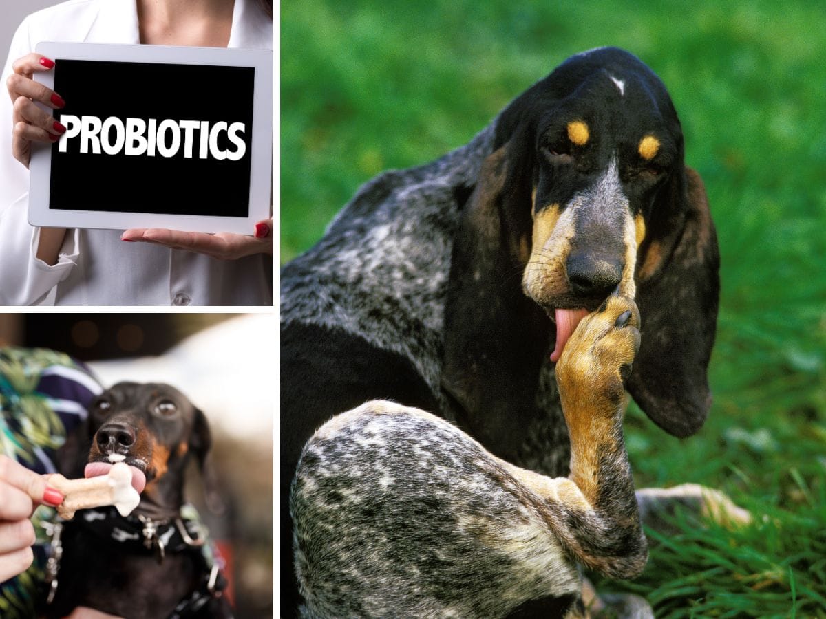 Do Probiotics Help Dogs with Licking Paws