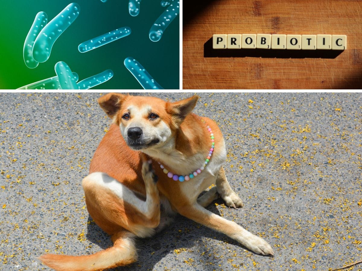 Do probiotics help itchy dogs