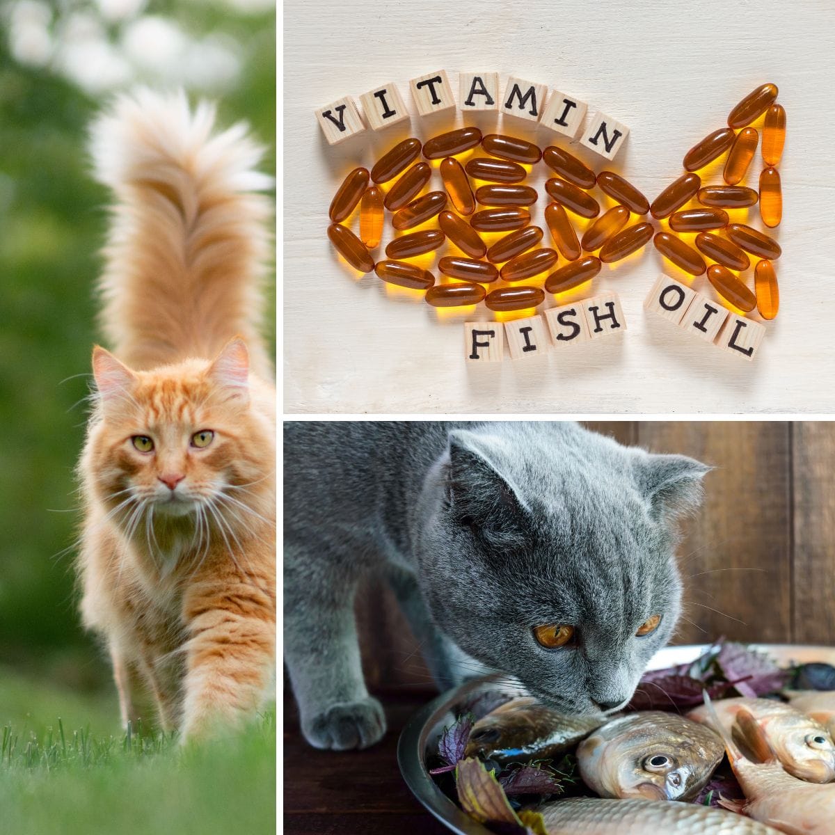 Is Fish Oil Good for Cats