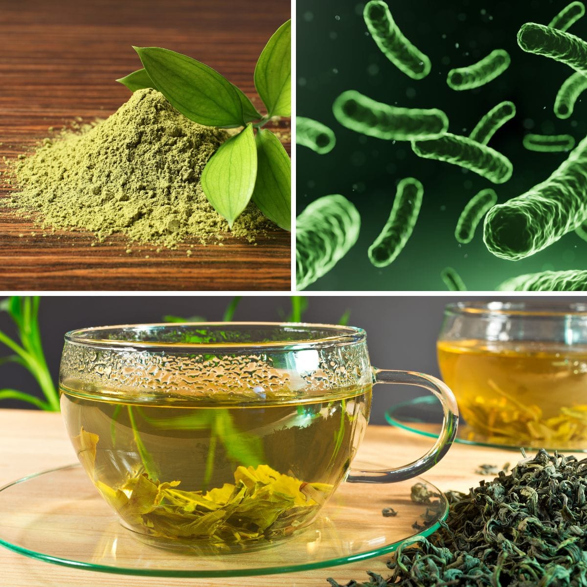 Is Green Tea a Probiotic? Unveiling the Truth Behind the Brew