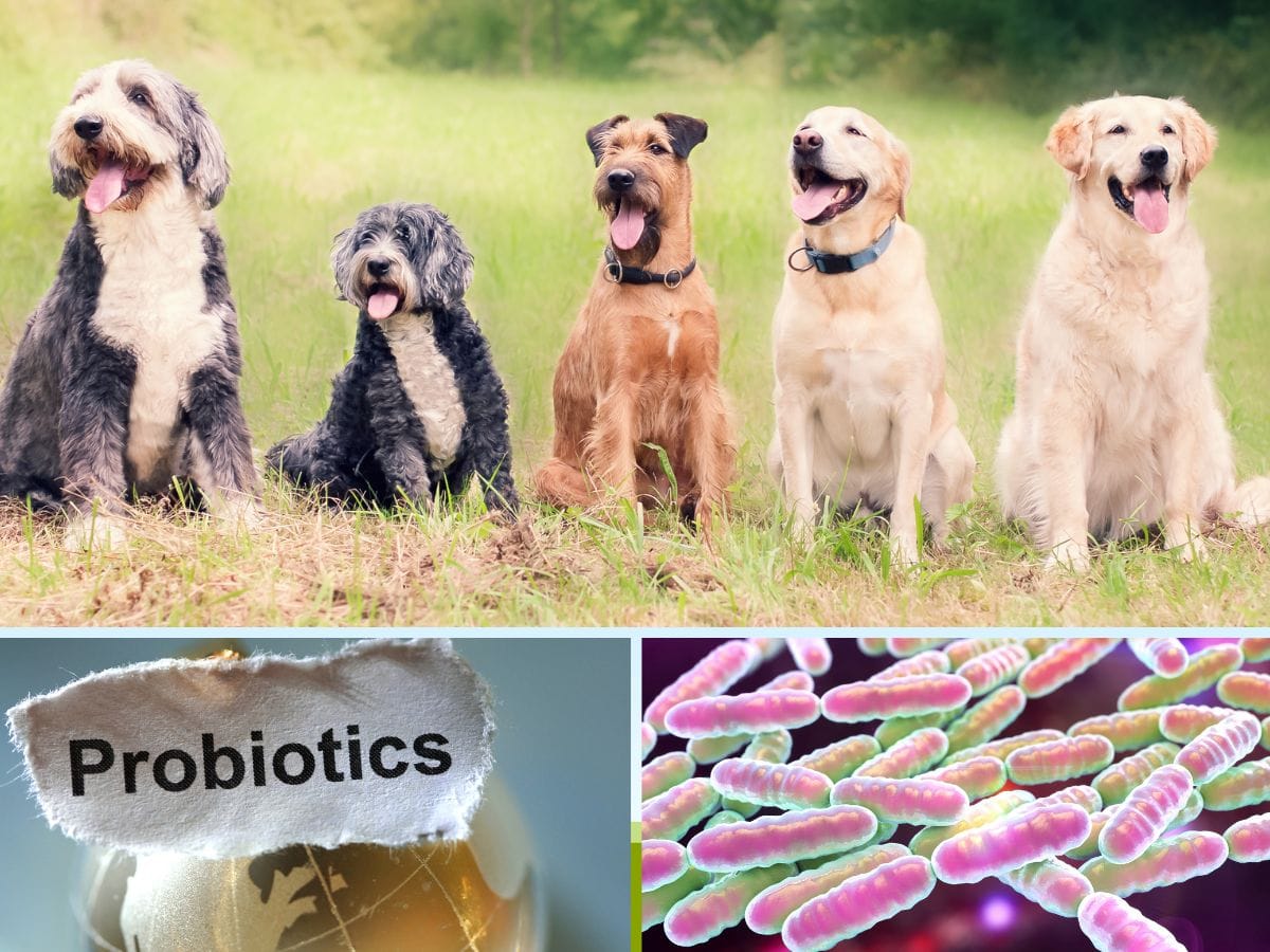 how do i know if my dog needs a probiotic