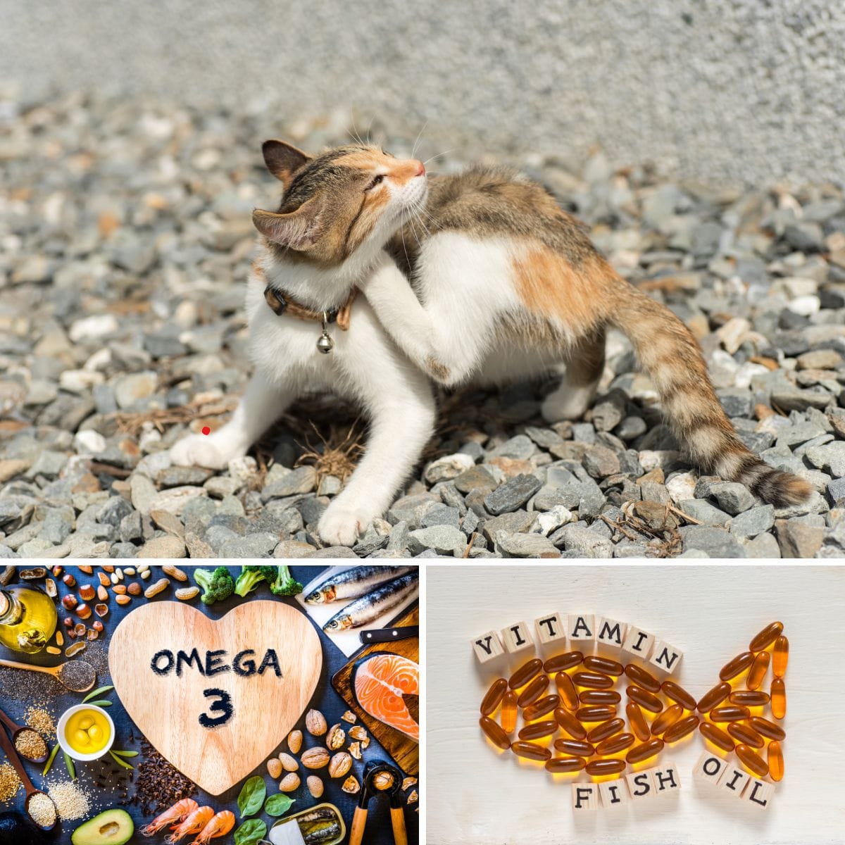 Does omega-3 help cats with itchy skin