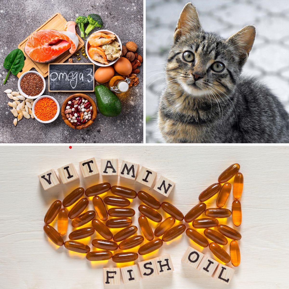 What are the symptoms of omega-3 deficiency in cats