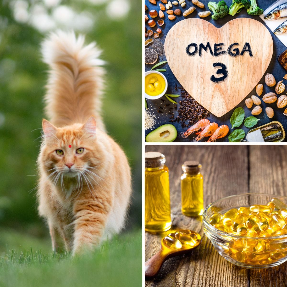 omega 3 for cats